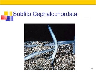 72
Subfilo Cephalochordata
 