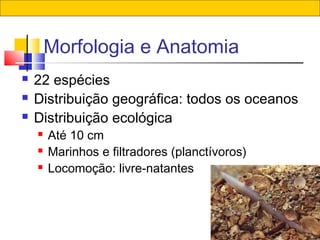 73
Morfologia e Anatomia
 22 espécies
 Distribuição geográfica: todos os oceanos
 Distribuição ecológica
 Até 10 cm
 Marinhos e filtradores (planctívoros)
 Locomoção: livre-natantes
 