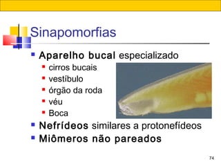 74
Sinapomorfias
 Aparelho bucal especializado
 cirros bucais
 vestíbulo
 órgão da roda
 véu
 Boca
 Nefrídeos similares a protonefídeos
 Miômeros não pareados
 