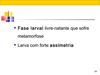 89
 Fase larval livre-natante que sofre
metamorfose
 Larva com forte assimetria
 
