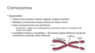 Cromossomos
• Eucariontes
• Células com carioteca: animais, vegetais, fungos e protistas
• Múltiplos cromossomos lineares dentro do núcleo celular
• Cada cromossomo tem um centrômero
• Centrômero - região mais condensada do cromossomo, onde as cromátides-irmãs
entram em contato
• Cromátides-irmãs ou cromatídeos – dois braços (cópias idênticas) saindo do
centrômero na divisão celular (Síntese)
 