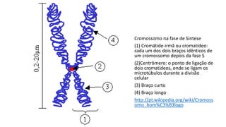 Cromossomo na fase de Síntese
(1) Cromátide-irmã ou cromatídeo:
cada um dos dois braços idênticos de
um cromossomo depois da fase S
(2)Centrômero: o ponto de ligação de
dois cromatídeos, onde se ligam os
microtúbulos durante a divisão
celular
(3) Braço curto
(4) Braço longo
http://pt.wikipedia.org/wiki/Cromoss
omo_hom%C3%B3logo
 
