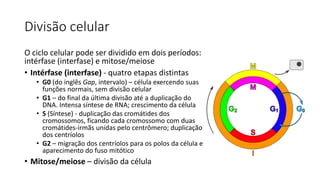 Divisão celular
O ciclo celular pode ser dividido em dois períodos:
intérfase (interfase) e mitose/meiose
• Intérfase (interfase) - quatro etapas distintas
• G0 (do inglês Gap, intervalo) – célula exercendo suas
funções normais, sem divisão celular
• G1 – do final da última divisão até a duplicação do
DNA. Intensa síntese de RNA; crescimento da célula
• S (Síntese) - duplicação das cromátides dos
cromossomos, ficando cada cromossomo com duas
cromátides-irmãs unidas pelo centrômero; duplicação
dos centríolos
• G2 – migração dos centríolos para os polos da célula e
aparecimento do fuso mitótico
• Mitose/meiose – divisão da célula
 