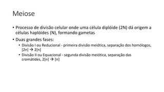 Meiose
• Processo de divisão celular onde uma célula diplóide (2N) dá origem a
células haplóides (N), formando gametas
• Duas grandes fases:
• Divisão I ou Reducional - primeira divisão meiótica, separação dos homólogos,
[2n]  2[n]
• Divisão II ou Equacional - segunda divisão meiótica, separação das
cromátides, 2[n]  [n]
 