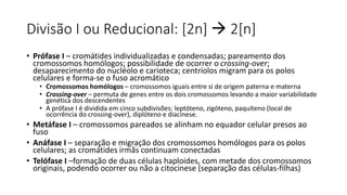 Divisão I ou Reducional: [2n]  2[n]
• Prófase I – cromátides individualizadas e condensadas; pareamento dos
cromossomos homólogos; possibilidade de ocorrer o crossing-over;
desaparecimento do nucléolo e carioteca; centríolos migram para os polos
celulares e forma-se o fuso acromático
• Cromossomos homólogos – cromossomos iguais entre si de origem paterna e materna
• Crossing-over – permuta de genes entre os dois cromossomos levando a maior variabilidade
genética dos descendentes
• A prófase I é dividida em cinco subdivisões: leptóteno, zigóteno, paquíteno (local de
ocorrência do crossing-over), diplóteno e diacinese.
• Metáfase I – cromossomos pareados se alinham no equador celular presos ao
fuso
• Anáfase I – separação e migração dos cromossomos homólogos para os polos
celulares; as cromátides irmãs continuam conectadas
• Telófase I –formação de duas células haploides, com metade dos cromossomos
originais, podendo ocorrer ou não a citocinese (separação das células-filhas)
 