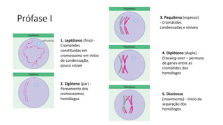 Prófase I
1. Leptóteno (fino) -
Cromátides
constituídas em
cromossomo em início
de condensação,
pouco visível
2. Zigóteno (par) -
Pareamento dos
cromossomos
homólogos
3. Paquíteno (espesso)
- Cromátides
condensadas e visíveis
4. Diplóteno (duplo) -
Crossing-over – permuta
de genes entre as
cromátides dos
homólogos
5. Diacinese
(movimento) - Início da
separação dos
homólogos
 