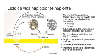 Ciclo de vida haplobionte haplonte
• Meiose zigótica ou inicial –
forma zigoto, que se divide pela
meiose formando 4 células
haplóides
• Protistas
• Fungos
• Adultos haplóides se dividem e
formam gametas por mitose
• Ocorre a fecundação formando
zigoto diploide
• Origina organismo haploide por
meiose
• Ciclo haplobionte haplonte
• Incorreto dizer ciclo haplôntico,
ciclo haplobiôntico
 