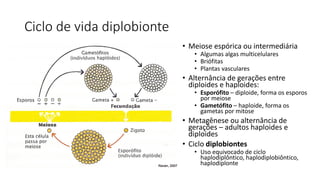 Ciclo de vida diplobionte
• Meiose espórica ou intermediária
• Algumas algas multicelulares
• Briófitas
• Plantas vasculares
• Alternância de gerações entre
diploides e haploides:
• Esporófito – diploide, forma os esporos
por meiose
• Gametófito – haploide, forma os
gametas por mitose
• Metagênese ou alternância de
gerações – adultos haploides e
diploides
• Ciclo diplobiontes
• Uso equivocado de ciclo
haplodiplôntico, haplodiplobiôntico,
haplodiplonte
 
