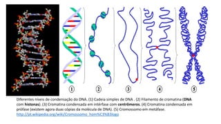 Diferentes níveis de condensação do DNA. (1) Cadeia simples de DNA . (2) Filamento de cromatina (DNA
com histonas). (3) Cromatina condensada em intérfase com centrômeros. (4) Cromatina condensada em
prófase (existem agora duas cópias da molécula de DNA). (5) Cromossomo em metáfase.
http://pt.wikipedia.org/wiki/Cromossomo_hom%C3%B3logo
 