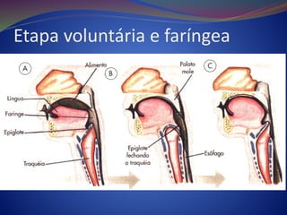 Etapa voluntária e faríngea
 