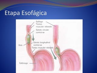 Etapa Esofágica
 