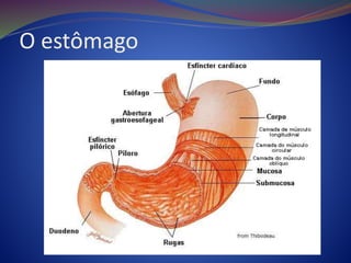 O estômago
 