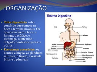 ORGANIZAÇÃO
 Tubo digestório: tubo
contínuo que começa na
boca e termina no ânus. Os
órgãos incluem a boca, a
faringe, o esôfago, o
estômago, o intestino
delgado, o intestino grosso e
o ânus.
 Estruturas acessórias: os
dentes, a língua, as glândulas
salivares, o fígado, a vesícula
biliar e o pâncreas.
 