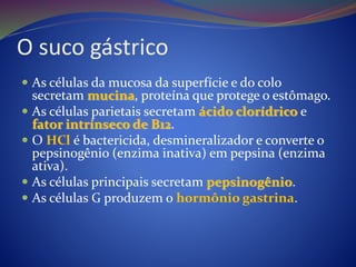 O suco gástrico
 As células da mucosa da superfície e do colo
secretam mucina, proteína que protege o estômago.
 As células parietais secretam ácido clorídrico e
fator intrínseco de B12.
 O HCl é bactericida, desmineralizador e converte o
pepsinogênio (enzima inativa) em pepsina (enzima
ativa).
 As células principais secretam pepsinogênio.
 As células G produzem o hormônio gastrina.
 