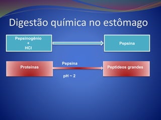 Digestão química no estômago
Pepsinogênio
+
HCl
Pepsina
Proteínas Peptídeos grandes
Pepsina
pH ~ 2
 