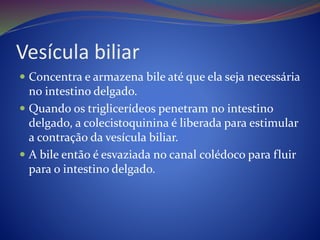 Vesícula biliar
 Concentra e armazena bile até que ela seja necessária
no intestino delgado.
 Quando os triglicerídeos penetram no intestino
delgado, a colecistoquinina é liberada para estimular
a contração da vesícula biliar.
 A bile então é esvaziada no canal colédoco para fluir
para o intestino delgado.
 