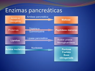 Enzimas pancreáticas
Amido e
Glicogênio
Maltose
Amilase pancreática
Proteínas Peptídeos menores
Lipídios
Tripsina e
Quimiotripsina
Lipase pancreática
Ácidos graxos
Monoglicerídeos
Ácidos nucleicos
Nucleases
Pentose
Fosfato
Base
nitrogenada
 