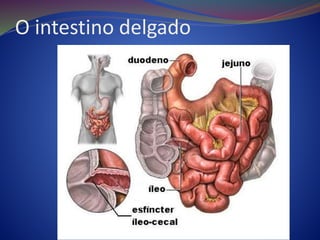 O intestino delgado
 