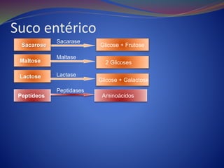 Suco entérico
Sacarose
Sacarase
Glicose + Frutose
Maltose
Maltase
2 Glicoses
Lactose Lactase
Glicose + Galactose
Peptídeos
Peptidases
Aminoácidos
 