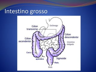 Intestino grosso
 