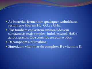  As bactérias fermentam quaisquer carboidratos
restantes e liberam H2, CO2 e CH4.
 Elas também convertem aminoácidos em
substâncias mais simples: indol, escatol, H2S e
ácidos graxos. Que contribuem com o odor.
 Decompõem a bilirrubina
 Sintetizam vitaminas do complexo B e vitamina K.
 