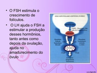 • O FSH estimula o
crescimento de
folículos.
• O LH ajuda o FSH a
estimular a produção
desses hormônios,
tanto antes como
depois da ovulação,
ajuda no
amadurecimento do
óvulo