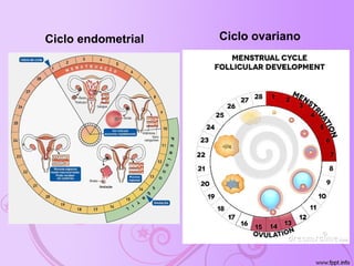 Ciclo endometrial Ciclo ovariano