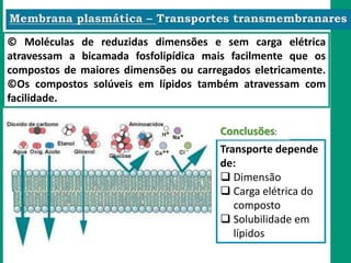 © Moléculas de reduzidas dimensões e sem carga elétrica
atravessam a bicamada fosfolipídica mais facilmente que os
compostos de maiores dimensões ou carregados eletricamente.
©Os compostos solúveis em lípidos também atravessam com
facilidade.
Transporte depende
de:
 Dimensão
 Carga elétrica do
composto
 Solubilidade em
lípidos
Conclusões:
 