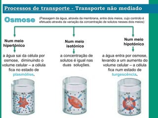 Osmose (Passagem da água, através da membrana, entre dois meios, cujo controlo é
efetuado através da variação da concentração de solutos nesses dois meios)
Num meio
hipotónico
Num meio
hipertónico
Num meio
isotónico
a água sai da célula por
osmose, diminuindo o
volume celular – a célula
fica no estado de
plasmólise.
a concentração de
solutos é igual nas
duas soluções.
a água entra por osmose,
levando a um aumento do
volume celular – a célula
fica num estado de
turgescência.
 