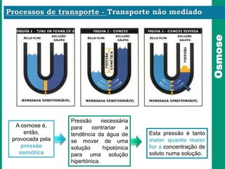 A osmose é,
então,
provocada pela
pressão
osmótica
Pressão necessária
para contrariar a
tendência da água de
se mover de uma
solução hipotónica
para uma solução
hipertónica.
Esta pressão é tanto
maior quanto maior
for a concentração de
soluto numa solução.
Osmose
 