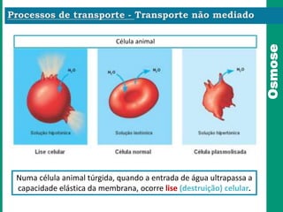 Osmose
Numa célula animal túrgida, quando a entrada de água ultrapassa a
capacidade elástica da membrana, ocorre lise (destruição) celular.
Célula animal
 
