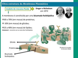 A membrana é constituída por uma bicamada fosfolipídica
Glícido
Proteína
Bicamada
fosfolipídica
60 a 70% (em massa) de proteínas;
25 a 40% (em massa) de lípidos;
 10% (em massa) de glícidos;
Colesterol – encontra-se no meio dos fosfolípidos
modelo do mosaico fluido Singer e Nicholson
em 1972
 