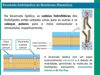 Na bicamada lipídica, as cadeias hidrofóbicas dos
fosfolípidos estão voltadas umas para as outras e as
cabeças polares para o meio extracelular e
intracelular, respetivamente.
A bicamada lipídica tem um papel
essencialmente estrutural e é dotada de
mobilidade, permitindo às moléculas de
fosfolípidos executarem movimentos
laterais e de flip-flop.
Troca
rápida e
comum
Troca lenta
e pouco
comum
 
