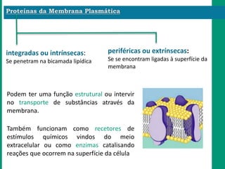 Podem ter uma função estrutural ou intervir
no transporte de substâncias através da
membrana.
integradas ou intrínsecas:
Se penetram na bicamada lipídica
periféricas ou extrínsecas:
Se se encontram ligadas à superfície da
membrana
Também funcionam como recetores de
estímulos químicos vindos do meio
extracelular ou como enzimas catalisando
reações que ocorrem na superfície da célula
 