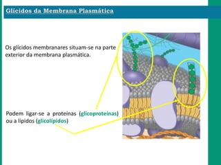 Os glícidos membranares situam-se na parte
exterior da membrana plasmática.
Podem ligar-se a proteínas (glicoproteínas)
ou a lípidos (glicolípidos)
 