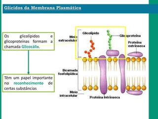 Têm um papel importante
no reconhecimento de
certas substâncias
Os glicolípidos e
glicoproteínas formam a
chamada Glicocálix.
 