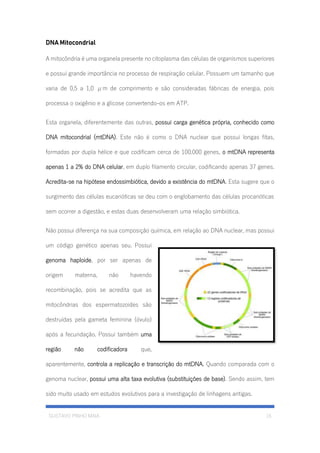 GUSTAVO PINHO MAIA 15
DNA Mitocondrial
A mitocôndria é uma organela presente no citoplasma das células de organismos superiores
e possui grande importância no processo de respiração celular. Possuem um tamanho que
varia de 0,5 a 1,0 μm de comprimento e são consideradas fábricas de energia, pois
processa o oxigênio e a glicose convertendo-os em ATP.
Esta organela, diferentemente das outras, possui carga genética própria, conhecido como
DNA mitocondrial (mtDNA). Este não é como o DNA nuclear que possui longas fitas,
formadas por dupla hélice e que codificam cerca de 100.000 genes, o mtDNA representa
apenas 1 a 2% do DNA celular, em duplo filamento circular, codificando apenas 37 genes.
Acredita-se na hipótese endossimbiótica, devido a existência do mtDNA. Esta sugere que o
surgimento das células eucarióticas se deu com o englobamento das células procarióticas
sem ocorrer a digestão, e estas duas desenvolveram uma relação simbiótica.
Não possui diferença na sua composição química, em relação ao DNA nuclear, mas possui
um código genético apenas seu. Possui
genoma haploide, por ser apenas de
origem materna, não havendo
recombinação, pois se acredita que as
mitocôndrias dos espermatozoides são
destruídas pela gameta feminina (óvulo)
após a fecundação. Possui também uma
região não codificadora que,
aparentemente, controla a replicação e transcrição do mtDNA. Quando comparada com o
genoma nuclear, possui uma alta taxa evolutiva (substituições de base). Sendo assim, tem
sido muito usado em estudos evolutivos para a investigação de linhagens antigas.
 