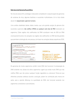 GUSTAVO PINHO MAIA 16
Estrutura do Genoma Eucariótico
No inicio do século XX, os biólogos moleculares completaram a sequenciação dos genomas
de centenas de vírus, algumas bactérias e eucariotas multicelulares. Já no início deste
século foi sequenciado o genoma humano.
Uma análise detalhada destes dados revelou que uma grande porção do genoma dos
eucariotas superiores não codifica mRNAs ou qualquer outro tipo de RNA necessário ao
organismo. Estas regiões não codificantes do DNA constituem mais de 95% do DNA
cromossomal humano. As variações nas regiões não codificantes no DNA são tão grandes
que permitem a distinção de uma pessoa, com base nas variações destas sequências (CSI).
Os genomas de muitos organismos contêm muito DNA não funcional. A comparação do
DNA existente nas células de vários organismos sugere que existe muito DNA que não
codifica RNA, que não possui qualquer função regulatória ou estrutural. Pensa-se que
diferentes pressões seletivas durante a evolução, podem ter contribuído pelo menos em
parte, para a grande diferença na quantidade de DNA não funcional existente nos
organismos unicelulares e pluricelulares.
 