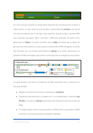 GUSTAVO PINHO MAIA 19
Em cima é possível visualizar os componentes essenciais de uma estrutura de um gene. A
região anterior, ou seja, antes do inicio do gene é denominada de promotor, que recruta
uma série de proteínas que se vão ligar nesse segmento. Quando se ligam, recrutam RNA
para expressão esse gênio. Após o promotor, o RNA será produzido. Os pontos azuis,
denominam-se intrões e os pontos vermelhos são os exões. Os intrões são as regiões do
gene que não viram proteína, ou seja, quando é confecionado o RNA mensageiro, os intrões
são removidos, por um processo denominado de splicing. Já os exões, permanecem na
sequência do RNA mensageiro para conferir a informação para a produção de uma proteína.
Um gene também inclui todas as sequências de DNA necessárias para a síntese de um
transcrito de RNA:
• Regiões de controlo transcricional, conhecidas por enhancers.
• Sequências que especificam a clivagem em 3’ e a poliadenilação, conhecidos poly
(A) sites, e os locais de splicing (responsáveis pelo splicing do transcrito primário de
RNA).
• A mutação destes sinais de processamento de RNA previne a expressão d mRNA
funcional e consequentemente de polipéptido codificado.
 