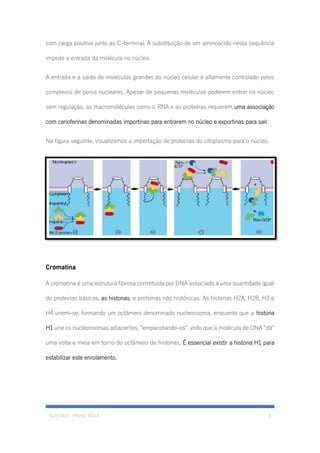 GUSTAVO PINHO MAIA 6
com carga positiva junto ao C-terminal. A substituição de um aminoácido nesta sequência
impede a entrada da molécula no núcleo.
A entrada e a saída de moléculas grandes do núcleo celular é altamente controlado pelos
complexos de poros nucleares. Apesar de pequenas moléculas poderem entrar no núcleo
sem regulação, as macromoléculas como o RNA e as proteínas requerem uma associação
com carioferinas denominadas importinas para entrarem no núcleo e exportinas para sair.
Na figura seguinte, visualizamos a importação de proteínas do citoplasma para o núcleo.
Cromatina
A cromatina é uma estrutura fibrosa constituída por DNA associado a uma quantidade igual
de proteínas básicas, as histonas, e proteínas não histónicas. As histonas H2A, H2B, H3 e
H4 unem-se, formando um octâmero denominado nucleossoma, enquanto que a histona
H1 une os nucleossomas adjacentes, "empacotando-os", visto que a molécula de DNA "dá"
uma volta e meia em torno do octâmero de histonas. É essencial existir a histona H1 para
estabilizar este enrolamento.
 