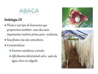 Simbologia:CB
● Planta é um tipo de bananeira que
proporciona também uma das mais
importantes matéria prima para cordoaria.
● Seus frutos não são comestíveis.
● Características:
● Enorme resistência a tensão.
● dificilmente deteriorável sob a ação da
água, doce ou salgada .
 