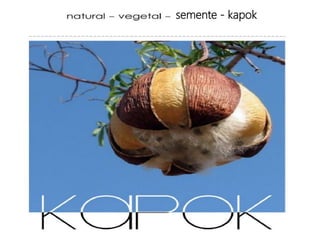 semente - kapok
 