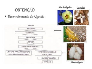 OBTENÇÃO
Flordo Algodão Capulho
Fibrade Algodão
• Desenvolvimento do Algodão
 