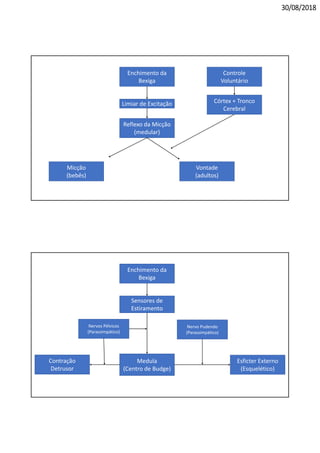30/08/2018
Enchimento da 
Bexiga
Limiar de Excitação
Reflexo da Micção
(medular)
Micção
(bebês)
Vontade
(adultos)
Controle 
Voluntário
Córtex + Tronco 
Cerebral
Enchimento da 
Bexiga
Sensores de 
Estiramento
Medula
(Centro de Budge)
Contração
Detrusor
Esficter Externo
(Esquelético)
Nervos Pélvicos
(Parassimpático)
Nervo Pudendo 
(Parassimpático)
 