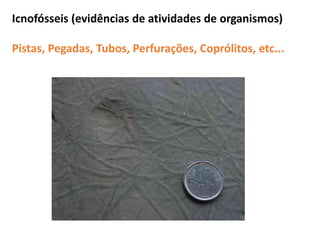 Icnofósseis (evidências de atividades de organismos)
Pistas, Pegadas, Tubos, Perfurações, Coprólitos, etc...
 