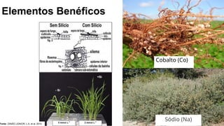 Elementos Benéficos
Cobalto (Co)
Sódio (Na)
Fonte: ZANÃO JÚNIOR, L.A. et al. 2010.
 