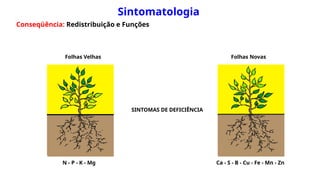 N - P - K - Mg Ca - S - B - Cu - Fe - Mn - Zn
Folhas Velhas Folhas Novas
SINTOMAS DE DEFICIÊNCIA
Sintomatologia
Conseqüência: Redistribuição e Funções
 