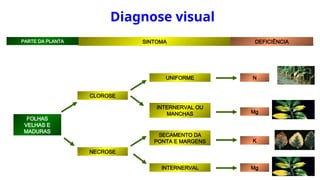 PARTE DA PLANTA SINTOMA DEFICIÊNCIA
FOLHAS
VELHAS E
MADURAS
CLOROSE
NECROSE
UNIFORME
INTERNERVAL OU
MANCHAS Mg
INTERNERVAL Mg
SECAMENTO DA
PONTA E MARGENS
N
K
Diagnose visual
 