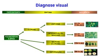 FOLHAS NOVAS
E ÁPICE
CLOROSE
UNIFORME
INTERNERVAL OU
MANCHAS
Zn
(Mn)
NECROSE
(CLOROSE) Ca, B, Cu
DEFORMAÇÃO Mo (Zn, B)
Fe
(Mn, S)
PARTE DA PLANTA SINTOMA DEFICIÊNCIA
Diagnose visual
 