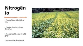 Nitrogên
io
• Forma Absorvida: NO3
-
e
NH4
+
• Função: A.A, Proteínas,
Clorofila.
• Teores nas Plantas: 20 a 50
g kg-1
• Sintomas de Deficiência:
 